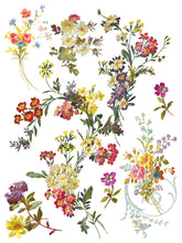 Saint Germain IOD Transfer (12"x16" pad-8 sheets)