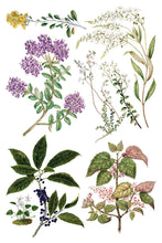 Sarah Featon's Botanicals IOD Transfer (8"x12" pad-8 sheets)