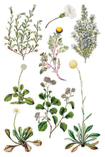 Sarah Featon's Botanicals IOD Transfer (8"x12" pad-8 sheets)