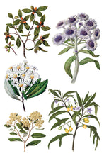 Sarah Featon's Botanicals IOD Transfer (8"x12" pad-8 sheets)