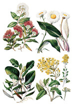 Sarah Featon's Botanicals IOD Transfer (8"x12" pad-8 sheets)