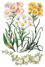 Sarah Featon's Botanicals IOD Transfer (8"x12" pad-8 sheets)