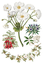 Sarah Featon's Botanicals IOD Transfer (8"x12" pad-8 sheets)