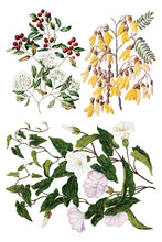 Sarah Featon's Botanicals IOD Transfer (8"x12" pad-8 sheets)