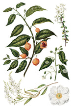 Sarah Featon's Botanicals IOD Transfer (8"x12" pad-8 sheets)