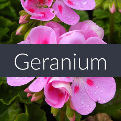 Finesse Geranium Essential Oil 10ml