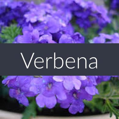 Finesse Verbena Essential Oil 10ml