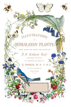 Flora Greca IOD Transfer (8″x12″ pad-8 sheets)