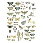 Entomology Etcetera IOD Image Transfer (24″X33″)