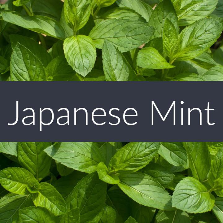 Finesse Japanese Mint Essential Oil 10ml