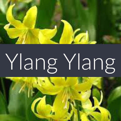Finesse Ylang Ylang Essential Oil 10ml